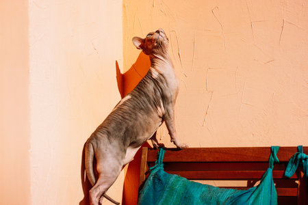 Funny chubby Canadian Sphynx cat with blue eyes basking in the sun on a couch. A bald cat with wrinkled skin on orange wall background. Pet at home in funny pose is looking up. Feline animal indoors.の写真素材