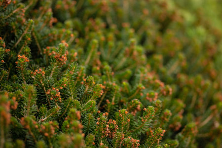 Green coniferous texture. Corema evergreen shrubs of Heather family grows in northeastern of United...