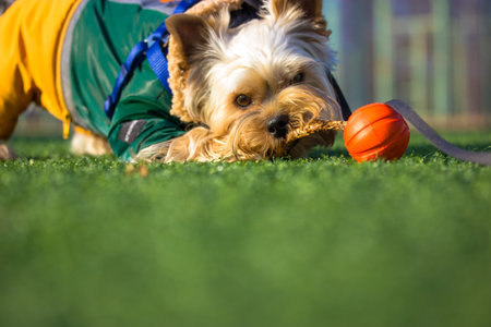 Funny cute Yorkshire Terrier domestic dog in stylish warm clothes outfit is playing outdoors with a red ball on soccer field. Adorable cute puppy, doggy chewing a stick, playing on a green lawn.