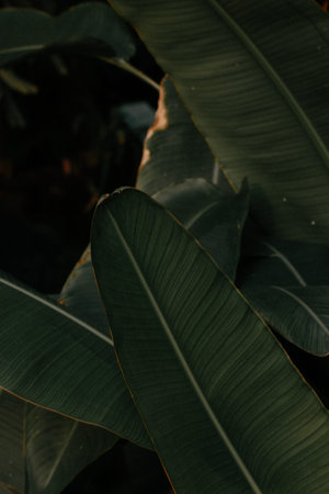 Macro texture of green leaves in a forest, deep wood, woods, jungles. Banana leaf background. Nature...