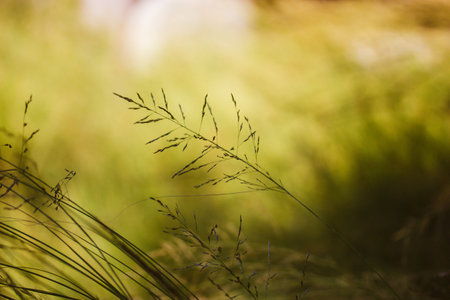 Green grass on yellow natural background. Plant stem on a blurred backgdrop. Forest and meadow...