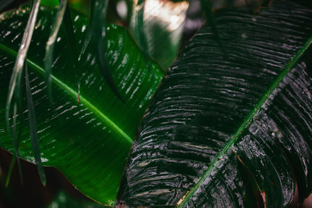 Wet green leaves in a rainforest, wood, woods, jungles after rain. Banana leaf background. Forest nature reserve. Musa acuminata leaf veins. Striped dark green natural background. Tropical foliage.の写真素材