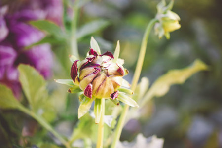 A pink dahlia closed flowers bud against green blurred background. Close up of blossoming flower petals. Blooming plant in summer or autumnal garden. Unfolding flower head. Horticulture, floriculture.の写真素材