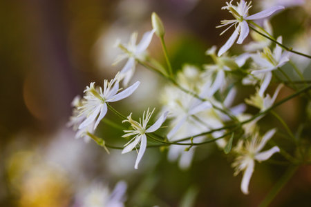 A group of white small flowers growing on a bush. Floral composition outdoors. Beautiful Jasmine wildflowers in full bloom. Fresh blooming plants on spring nature. White blooms in home garden.の写真素材