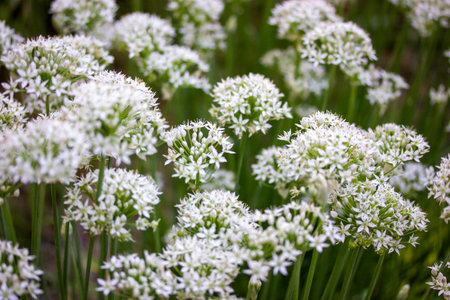 Allium tuberosum white small flowers bloom. A group of blossoming plants in garden. White bear...