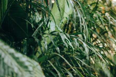 Morning dew, water drops on a tips of a green leaves in a rainforest, jungles. Green fresh wet plants in a garden after rain. Natural background. Environment garden natural wallpaper. Lush plants.の写真素材