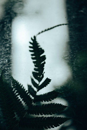 Green fern leaf deep in the woods. Fresh foliage natural dark key vertical backdrop. Fronds foliage, plants growing in dark shady Polypodiaceae forest. Shallow depth of fields. Soft focus plant.の写真素材