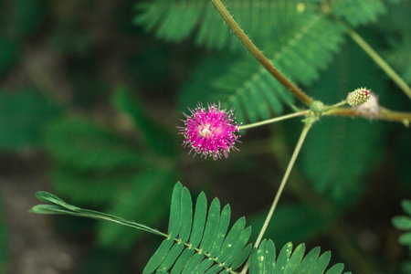 Mimosa pudica sensitive plant Pink small flowers among green leaves in a spring, summer garden. Sleepy plant, action plant, touch-me-not or shameplant creeping annual or perennial flowering plants.の写真素材