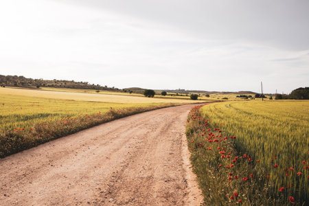 Landscape with country path going into a distance, green meadows with blossoming red poppies and low rain clouds in a sky. Stormy weather in spring season. A beautiful blooming land. Travel postcard.の写真素材