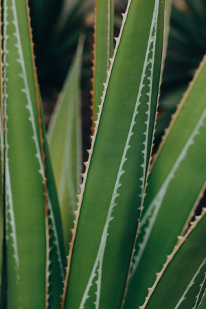 Agave long sharp leaves on dark background. Greens desert ornamental dessert Mexican plant shrub is growing in botanical garden. Low key vertical natural wallpaper. Texture of green leaves in hothouseの写真素材