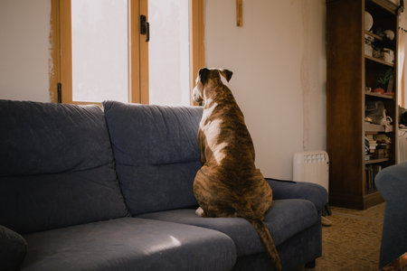 Devoted german brown boxer dog os looking in a window waiting for owner. A breed of short-haired service clever canine domestic animal resting indoors. Home guard. A pet. Loyalty, fidelity concept.の写真素材