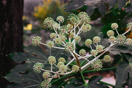 Fatsia japonica beautifully flowering. Small white closed flower buds, inflorescence, stems grows in...