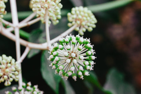 Fatsia japonica beautifully flowering. Small white closed flower buds, inflorescence, stems grows in...