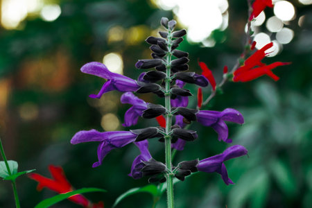 Brazilian anisesage. Salvia guaranitica on deep green background. Tiny violet and red flowers growing in a tropical botanical garden. Small flower buds in bloom. Perennials plants bloom Dark key photoの写真素材
