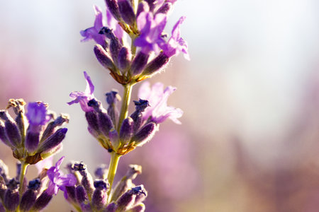 Sprig of purple lavender twig isolated on violet background. Purple macro flower. Minimalistic floral background. French Provence in spring summer day Natural desktop wallpaper Lavenders field, meadowの写真素材