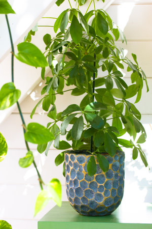 Schefflera in a beautiful gray ceramic pot in a home interior. Vertical photo with houseplant. Floriculture, plants and flowers care. Potted houseplants on white background. Dwarf umbrella potted treeの写真素材