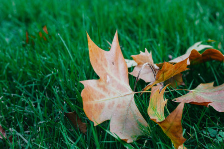 Dry fallen brown maple leaves lying on fresh green grass in a garden, park in fall. Nature in...