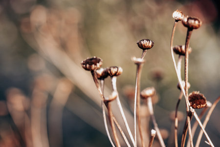 Dry flower seed heads on natural blurred background. The wild grasses, plants are growing in a forest, wood. Abstract nature background. Fall season landscapes. Copy space.の写真素材