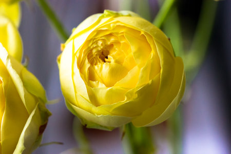 Yellow peony-shaped yellow rose. Beautiful Austin roses bouquet. Amazing flowers with delicate petals in florist's store. Floral greeting card for birthday. Flowers in vase on window sill indoors.の写真素材