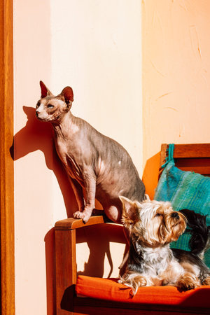 Sphinx cat and little dog lying together on the couch. A bald Canadian Sphynx cat and Yorkshire...