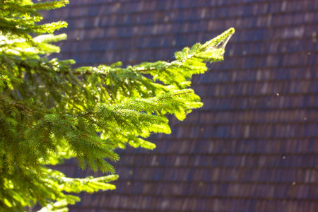 A twig with fresh green needles on a coniferous tree branch, twig against dark brown background in...