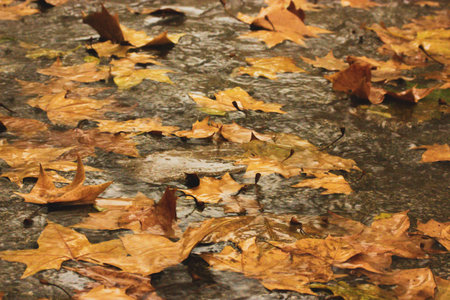 Natural autumn background with yellow, orange fallen maple dry leaves in watek Park, forest in October, November. Leaf after rain on a ground floor. Raining in wood. Heavy rain stormy weather forecastの写真素材