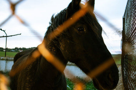 Beautiful black horse in nature. A stable on farmland. Rural farm animals. Riding school concept....