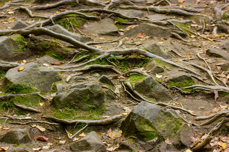 Path in a green forest, large stones covered with moss. Wood floor with curly roots of tall ancient...