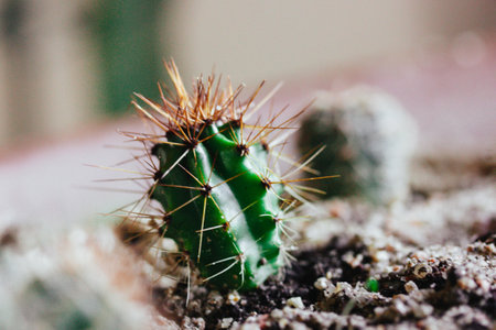 Small green prickly potted cactus with long sharp needles grows in a pot in home garden, greenhouse, greenhouse. Growing desert plants in a soil. Tiny cacti close up, macro photo of a dangerous plant.の写真素材