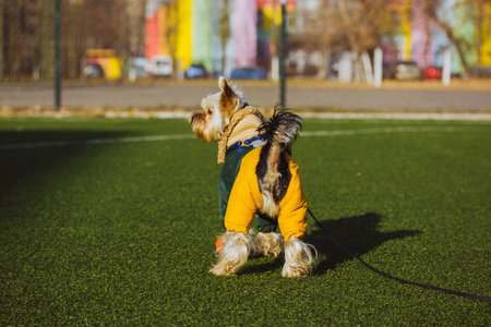 Yorkshire Terrier dog in fashionable stylish warm suit plays on soccer field synthetic green grass...