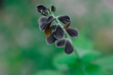 Brazilian anisesage. Salvia guaranitica on green background. Tiny violet flowers in botanical...