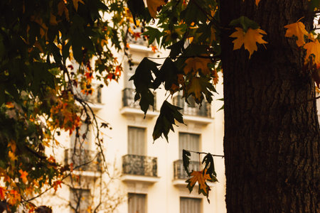 Maple tree branch with green and yellow dry leaves. Fall season cityscape with antique architecture, white building facade. Autumnal cityscape.の写真素材