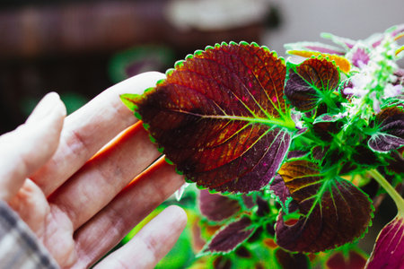 Burgundy green fresh leaf of Coleus blooming flower in a woman's hand. Decorative floriculture. Growing plants in home garden. Floristic shop.の写真素材