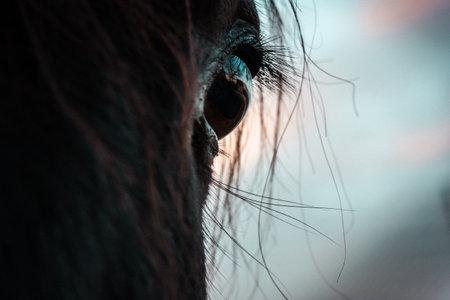 Detail picture of horse face closeup. Black brown horse's eye and long eyelashes, hair macro photo. Farm animals outdoors. Intelligent animal.の写真素材