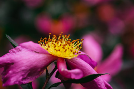 Beautiful pink flower with yellow pistils, stamens on flowering shrub in spring garden. Macro nature photo. Camellia sinensis in decorative gardening.の写真素材