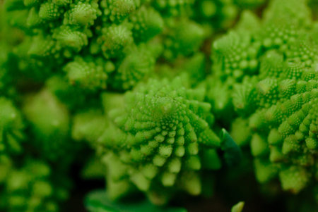 Inflorescences of green fresh Romanesco broccoli isolated on dark background. Garden vegetables....