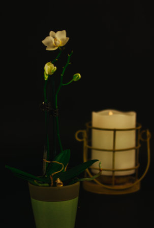 Still life with white orchid flower, burning candle on a golden tray on black background. Spa, relax indoors. Beautiful home decor. Beauty flower.の写真素材
