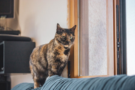 Tortoise tortoiseshell cat is sitting on blue sofa looking in window at home. Feline pet indoors. Domestic animal. Angry pet kitty in the room.の写真素材