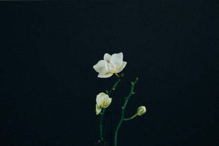 Still life floral composition with white orchid flower on long stem on black background. Beautiful home floral decor Growing exotic flowers in garden.の写真素材