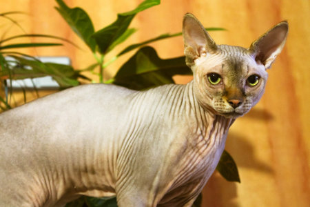 Sad Canadian Sphynx cat with green eues indoors. Domestic animal, pet at home. World Cat Day. A...