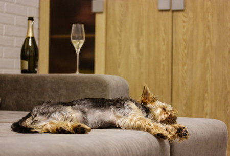 Kyiv, Ukraine. 1 December 2021 Dog sleeping on couch, champagne bottle glass standing on sofa Cute Yorkshire terrier puppy doggy at home. Sweet dreamsのeditorial素材