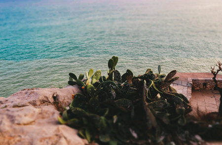 Desert plant, green cactus is growing on a cliff of a coast, shore. Blue water in Balearic sea. Summertime nature landscape. On a top, high of a rock.の写真素材