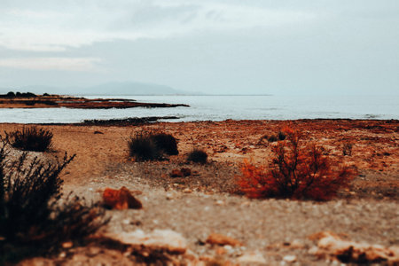 Beachfront, Balearic Sea coast near Valencia, Spain. A nature reserve with red shrubs and dry plants against blue water. Autumnal trip to the ocean.の写真素材