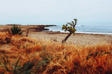 Beachfront, Balearic Sea coast near Valencia, Spain. A nature reserve with red shrubs and dry plants...