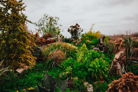 Colorful mixed flower, succulents, perennial green fresh plants, grasses are growing in a formal garden. Flower bed in autumnal park. Landscape designの写真素材