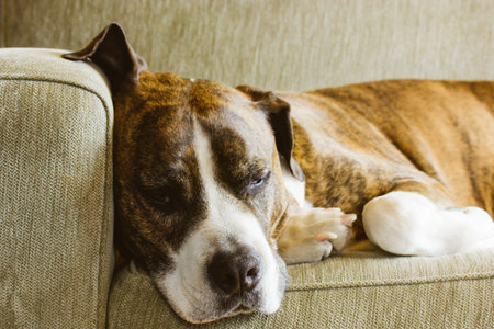 German brown boxer dog is sleeping on a couch. Big-sized service dog breed. A sleepy tired domestic...
