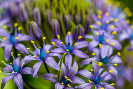 Portuguese Squill Beautiful peruvian lily (scilla peruviana) flower in spring garden Purple bulbous...