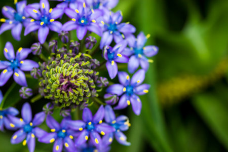 Portuguese Squill Beautiful peruvian lily (scilla peruviana) flower in spring garden Purple bulbous plant in bloom on green natural background.の写真素材