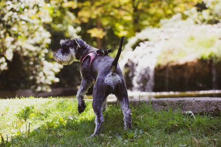 Gray miniature zwergschnauzer puppy on a green lawn. Hunting, guarding dog breed. Little doggy on a walk. Canine domestic animal pet in park, parklandの写真素材