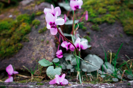 Pink flowers of Cyclamen coum Mill. (family Primulaceae) grow on stones covered with green moss in a spring forest, woods. Blossoming macro nature.の写真素材